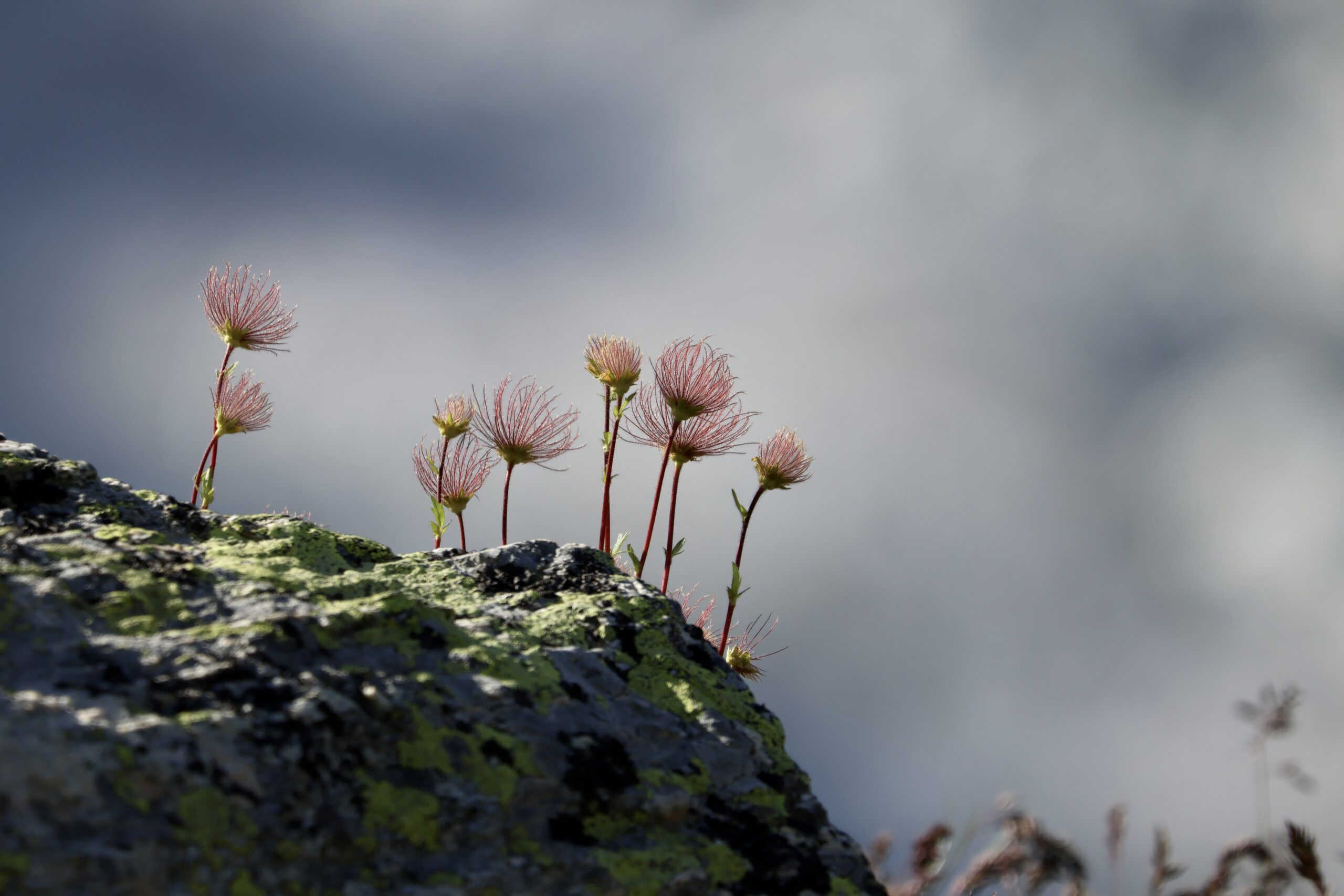 Ranger nature dans le Jura vaudois Sortie nature en Suisse romande Sensibilisation à la biodiversité