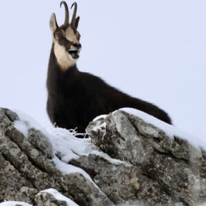 Chamois sur des rochers enneigés dans le Jura vaudois