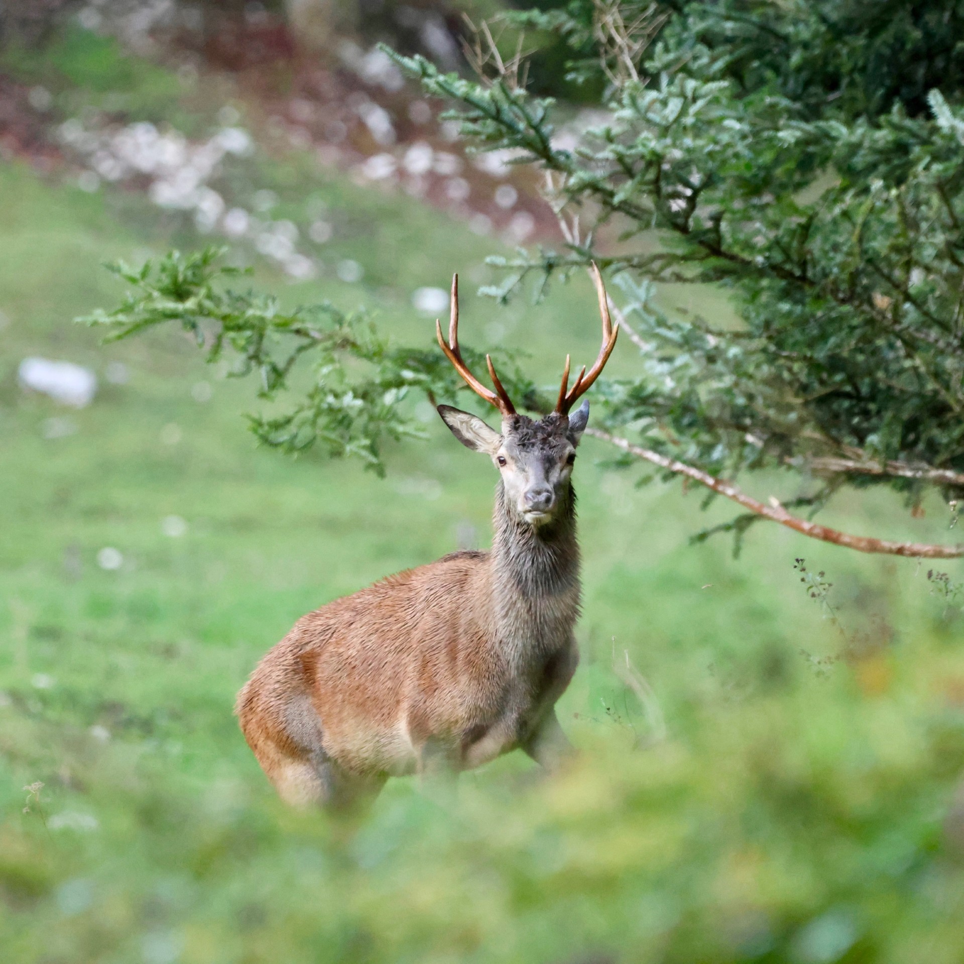 Cerf dans le jura vaudois Ranger dans le Jura vaudois Sortie nature à thème en Suisse romande Sensibilisation à la biodiversité Bureau des Rangers