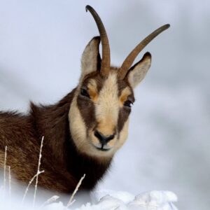 Chamois dans le Jura vaudois Sortie nature avec les Rangers en Suisse romande Sensibilisation à la biodiversité