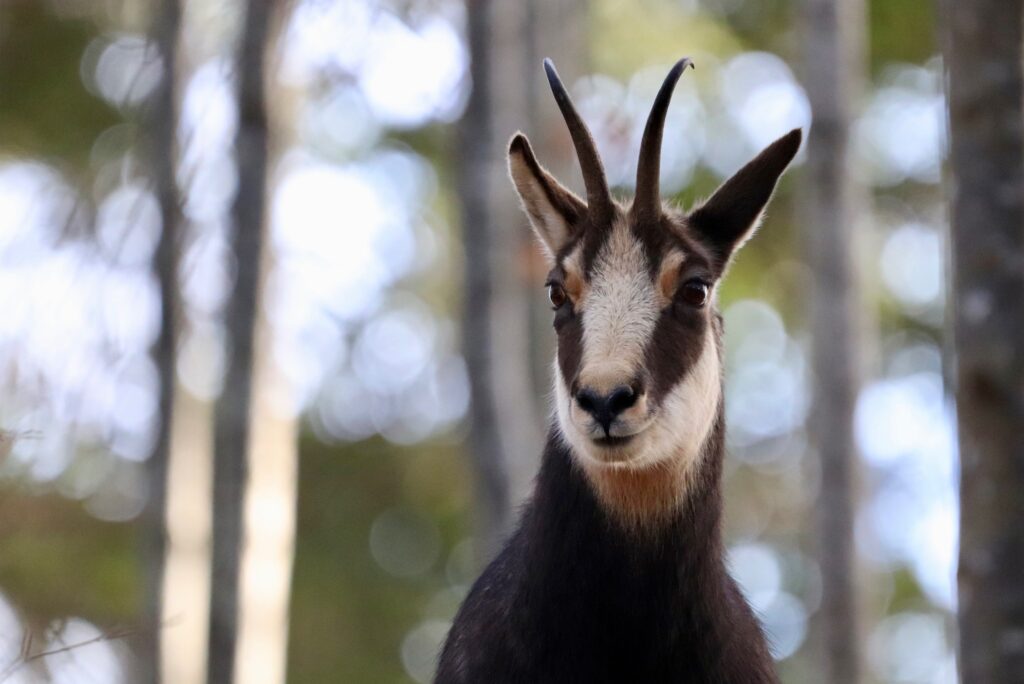 Chamois observé à distance dans son milieu naturel