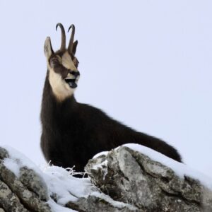 Calendrier - Rut du chamois dans le jura vaudois Ranger nature dans le Jura vaudois Sortie nature à thème en Suisse romande Sensibilisation à la biodiversité Bureau des Rangers