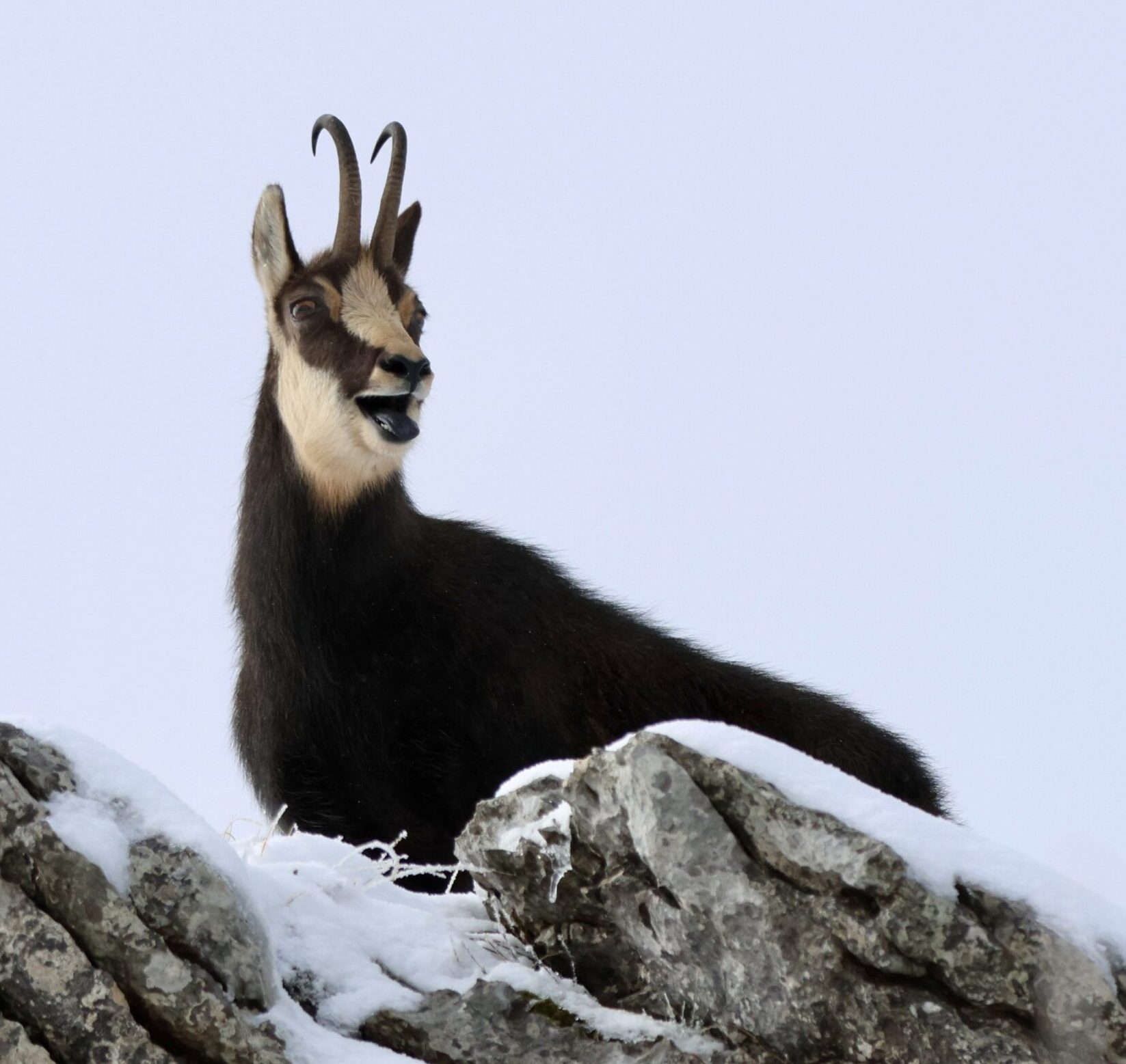 Calendrier - Rut du chamois dans le jura vaudois Ranger nature dans le Jura vaudois Sortie nature à thème en Suisse romande Sensibilisation à la biodiversité Bureau des Rangers