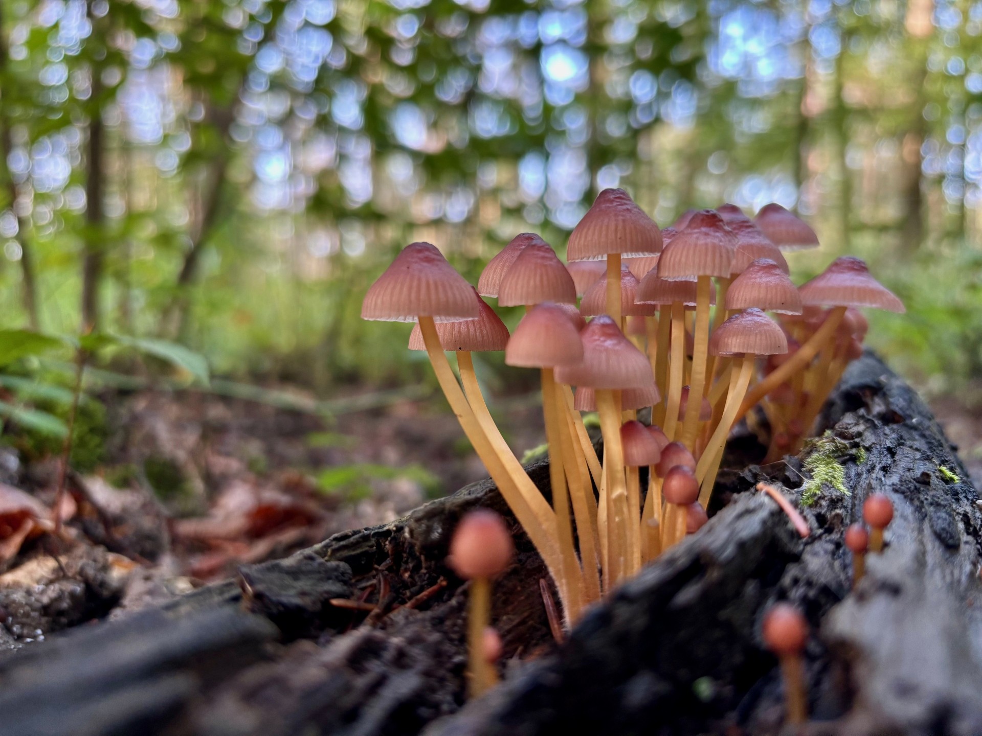 Ranger nature dans le Jura vaudois Sortie nature à thème en Suisse romande Sensibilisation à la biodiversité Bureau des Rangers