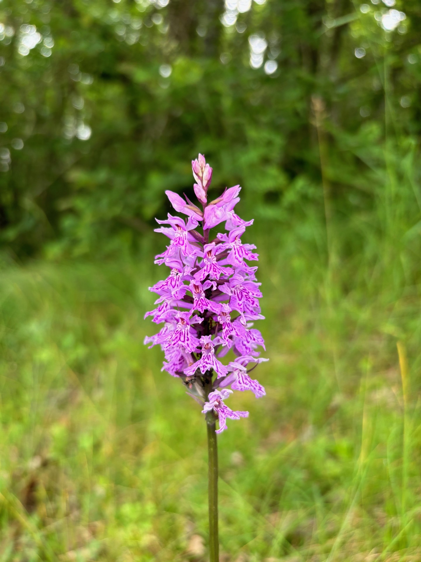 Orchidée sauvage en suisse romande Ranger nature dans le Jura vaudois Sortie nature à thème en Suisse romande Sensibilisation à la biodiversité Bureau des Rangers