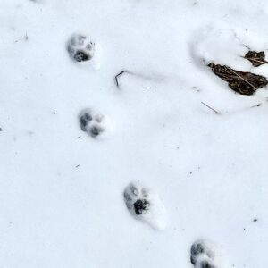 Calendrier - Traces de lynx dans la neige Ranger nature dans le Jura vaudois Sortie nature à thème en Suisse romande Sensibilisation à la biodiversité Bureau des Rangers