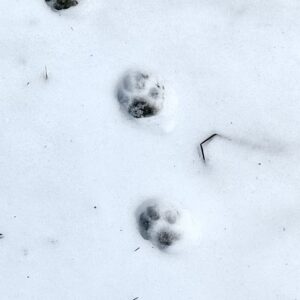 Calendrier - Traces de lynx dans la neige Ranger nature dans le Jura vaudois Sortie nature à thème en Suisse romande Sensibilisation à la biodiversité Bureau des Rangers