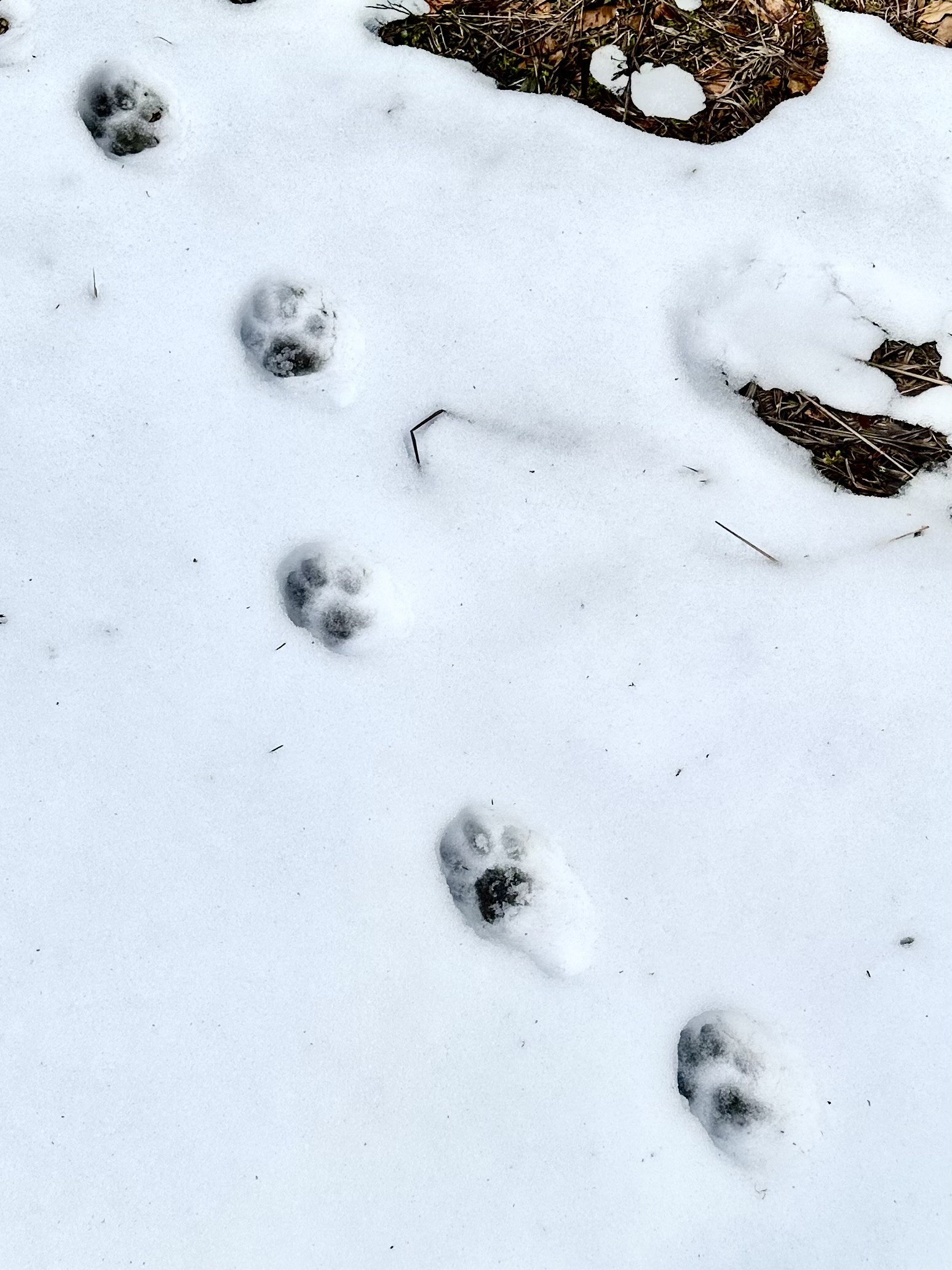 Calendrier - Traces de lynx dans la neige Ranger nature dans le Jura vaudois Sortie nature à thème en Suisse romande Sensibilisation à la biodiversité Bureau des Rangers