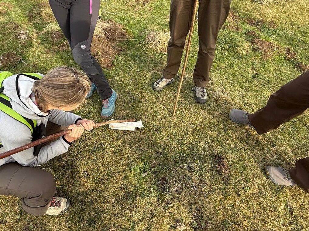 Participants observant un os, indice de présence et de prédation de la faune