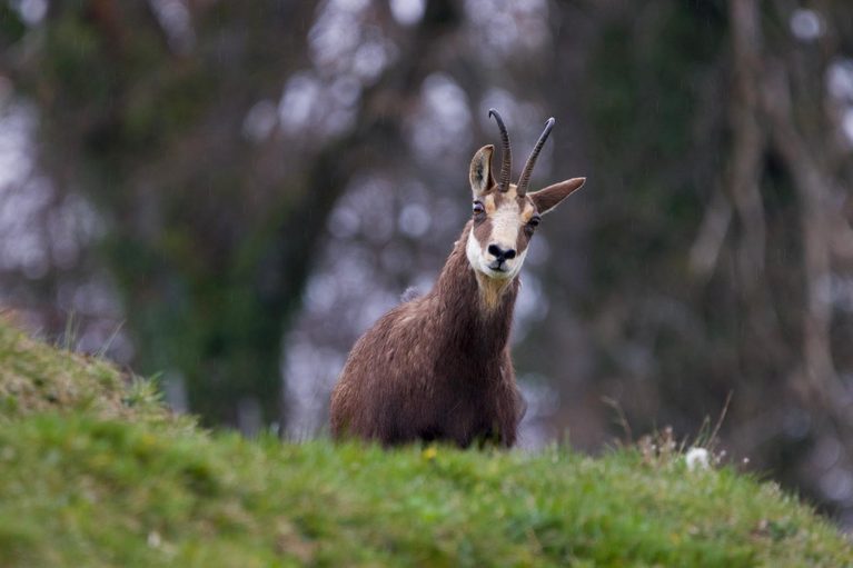 Chamois observé dans son milieu naturel